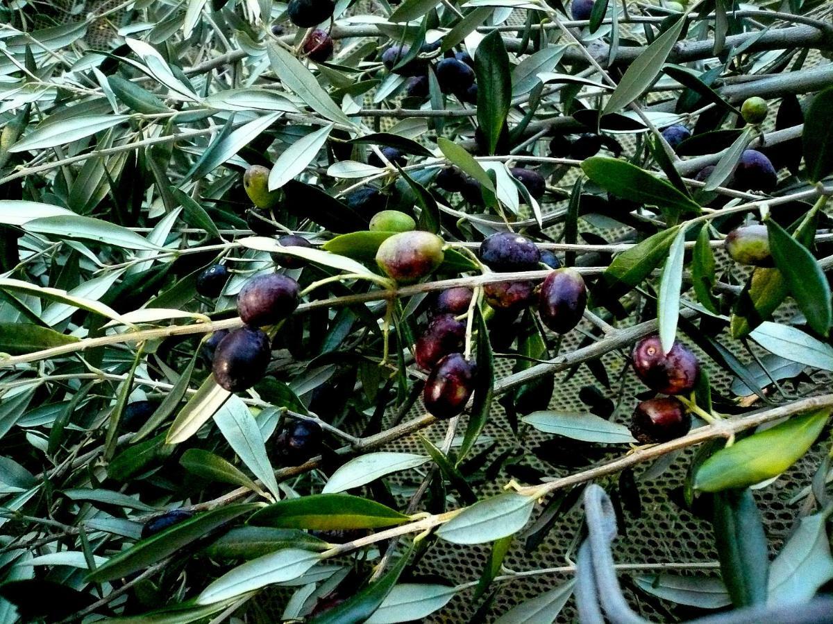 דירות Terricciola Poggio Magginga מראה חיצוני תמונה