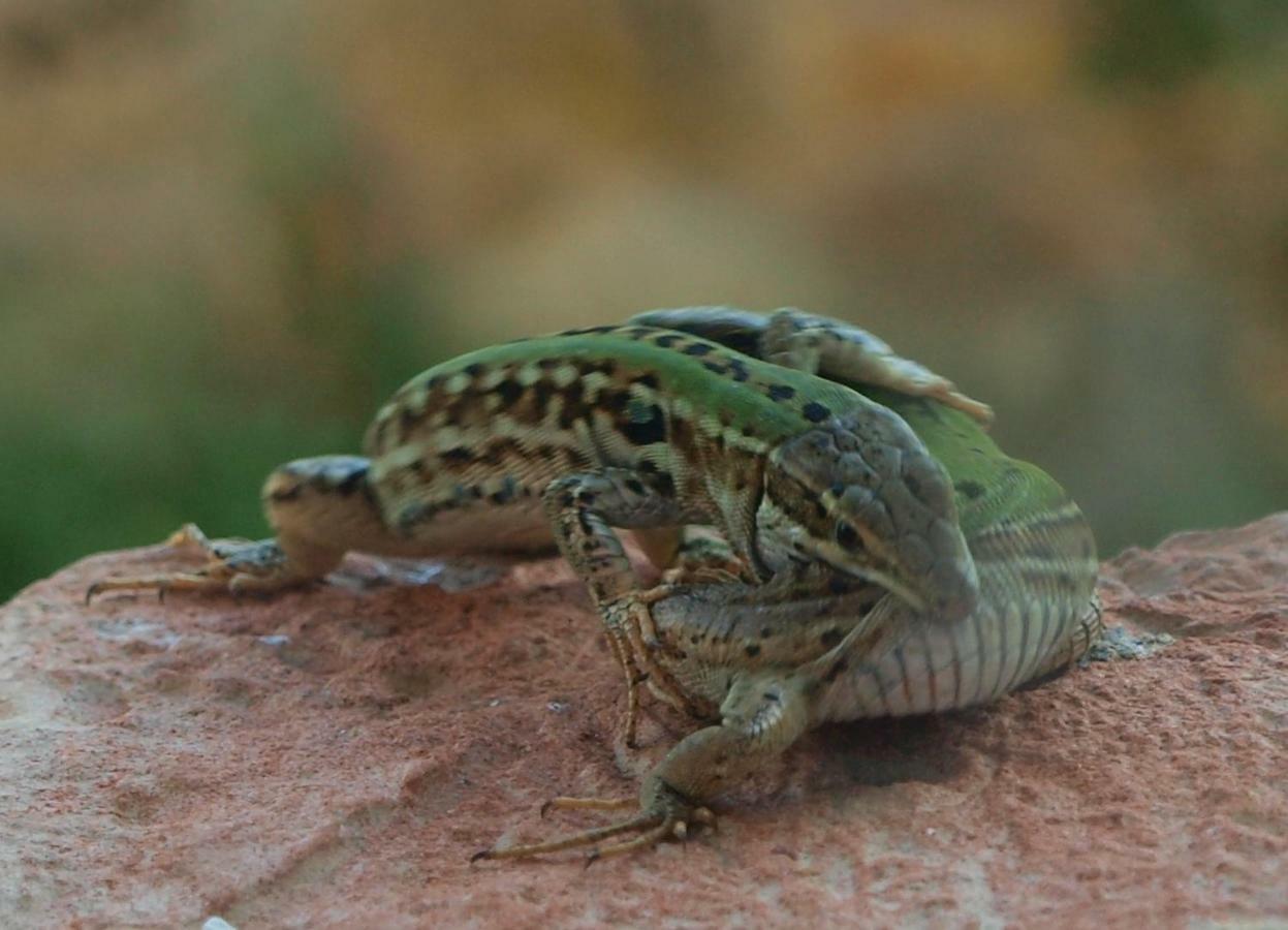 דירות Terricciola Poggio Magginga מראה חיצוני תמונה